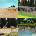 FIGURKI NA MAKIETĘ 1:87 H0 ZWIERZĘTA ZOO 24 SZT